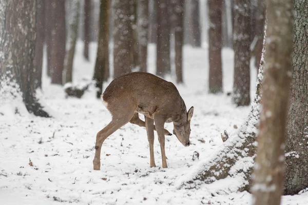 little deer in the winter forest under the falling snow. Little fallow deer on the snow. winter time