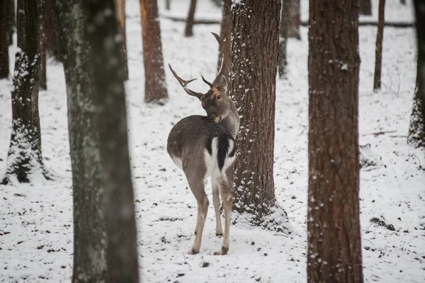 young deer in winter forest. deer Cervus elaphus, stag in winter. Cute deer in winter