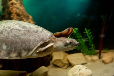 Carettochelys 'in heykeli. Neşeli kaplumbağa suyun altında yüzer. Komik hayvanlar. Domuz burunlu kaplumbağa (Carettochelys insculpta)