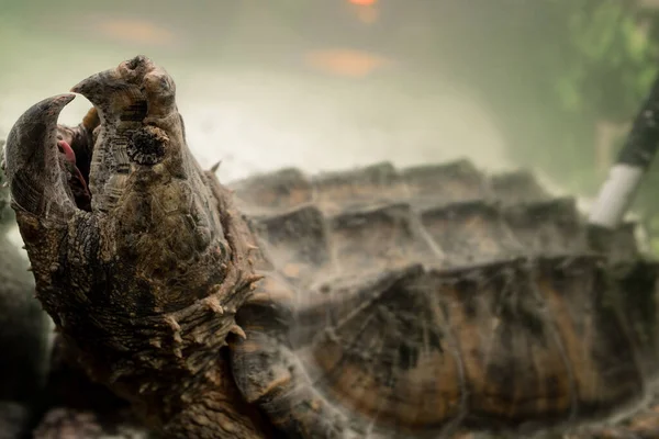 Аллигатор Щелкает Черепаху Открытым Ртом Водой Черепаху Аквариуме Тирания Лицензионные Стоковые Фото
