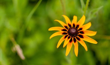 Bulanık yeşil arkaplandaki sarı-kahverengi Coneflower 'ın fotokopi alanı. Rudbeckia.