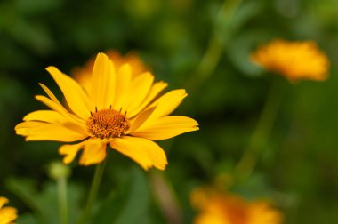 Bulanık yaz otlağı arka planında sarı çiçek açan Coneflower. Rudbeckia.