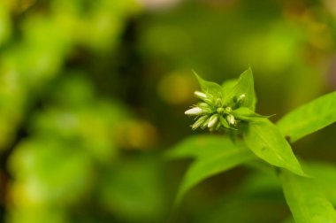 Taze Garden Phlox tomurcukları mavi yeşillik üzerinde ve kopya alanı var. Phlox panikledi..