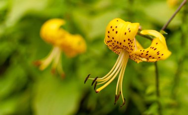 Çiçekli sarı kaplan çiçeği fotokopi alanı ile bulanık arkaplan. Lilium lansifolium, Lilium tigrinum..