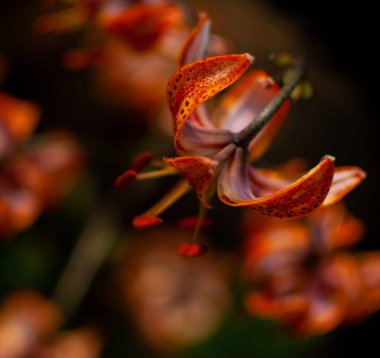 Bulanık çiçekli turuncu kaplan çiçeği. Lilium lansifolium, Lilium tigrinum..