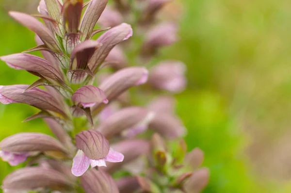 Plante Acanthus Fleurs Sur Fond Floral Flou Acanthus Mollis — Photo