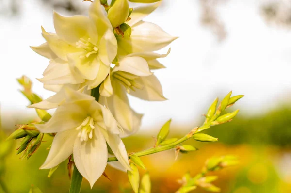 Flor Aguja Adán Soleado Fondo Verano Yucca Filamentosa — Foto de Stock