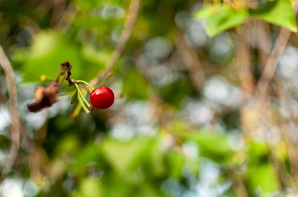 樱桃树上最后的果子在花香的背景上模糊了 Prunus Cerasus — 图库照片