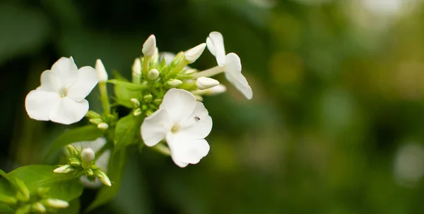 コピースペース付きの青緑色の背景に若い開花ガーデンフロックスの花 フロックス パンフィカータ — ストック写真