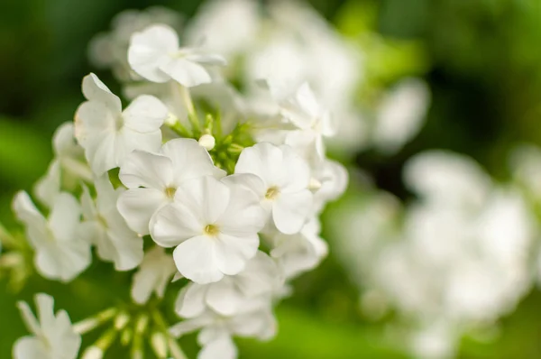 白い開花庭青い花の背景にフロックスの花 フロックス パンフィカータ — ストック写真