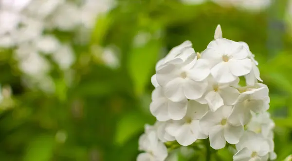 コピースペース付きの青花の背景に白い開花ガーデンフロックスの花 フロックス パンフィカータ — ストック写真