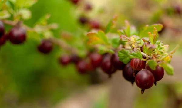Fruits Groseille Rouge Frais Sur Fond Floral Flou Ribes Grossularia — Photo