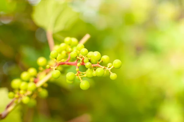Fresh Grape Vine Fruits Blurred Greenery Background Space Text Vitis — Stock Photo, Image