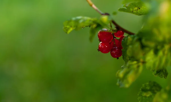新鲜的红醋栗果实在枝条上的模糊的绿色背景与文字的空间 Ribes Rubrum — 图库照片