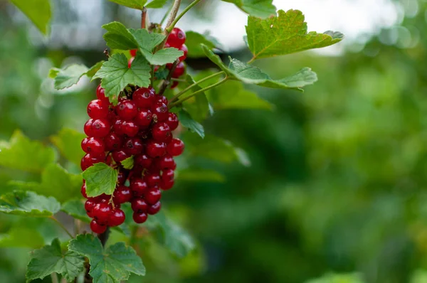 Fruits Rouges Frais Croustillants Sur Branche Sur Fond Vert Flou — Photo