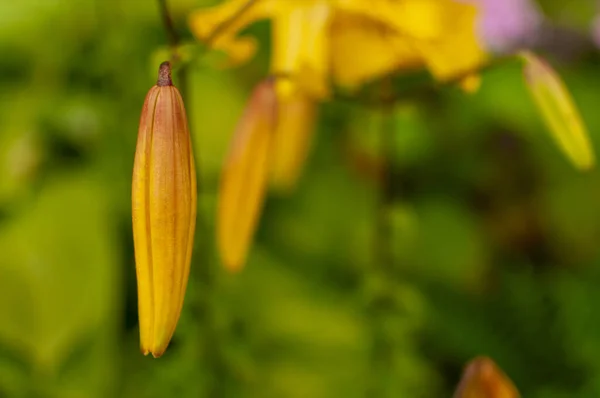 Brote Lirio Tigre Amarillo Naranja Sobre Fondo Borroso Floral Con — Foto de Stock