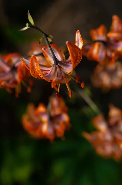 テキストのためのスペースとぼやけた花の背景にオレンジタイガーユリの花 Lilium Lancifolium Lilium Tigrinum — ストック写真