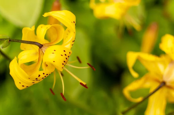 Flor Lirio Tigre Amarillo Sobre Fondo Borroso Floral Con Espacio — Foto de Stock