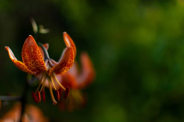 Orange Tiger Lily Flor Sobre Fondo Borroso Verde Con Espacio — Foto de Stock