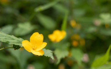 Yeşil bir yaz çayırında yeşil bir çayırda sarı selandin kırlangıç otu çiçeği ve yazı için yer var. Chelidonium majus..