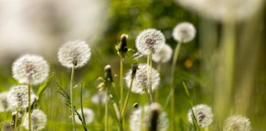 Yaz çayırında beyaz karahindiba tohumu. Bellis perennis.