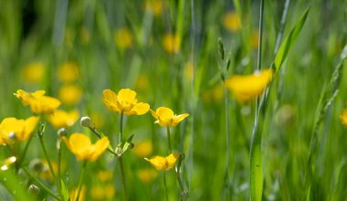 Yeşil bir çayırda sarı çeltik otu kırlangıcı çiçeği. Chelidonium majus..