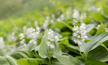 Yazın güneşli bir günde Beyaz Sahte Lily Vadisi. Maianthemum canadense.