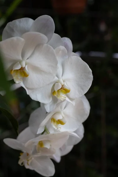 Vit Orkidé Blomma Den Mörka Suddiga Bakgrunden Phalaenopsis Amabilis — Stockfoto