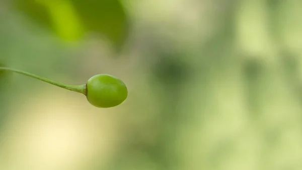 Jeune Cerise Fraîche Sur Fond Vert Flou Avec Espace Copie — Photo