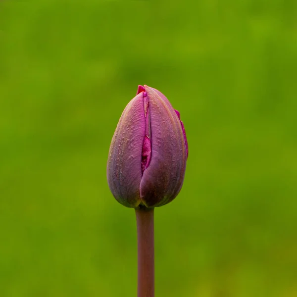 Фиолетовый Бутон Тюльпана Зеленом Размытом Фоне Вид Сбоку — стоковое фото