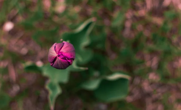 Brote Tulipán Púrpura Fondo Borroso Espacio Para Texto Vista Desde — Foto de Stock