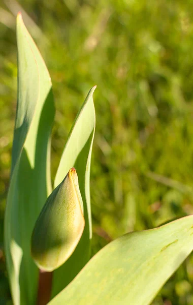 Flor Tulipa Verde Fundo Borrado Verde — Fotografia de Stock