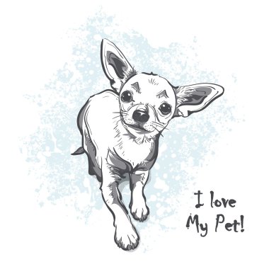 Komik düz saçlı chihuahua
