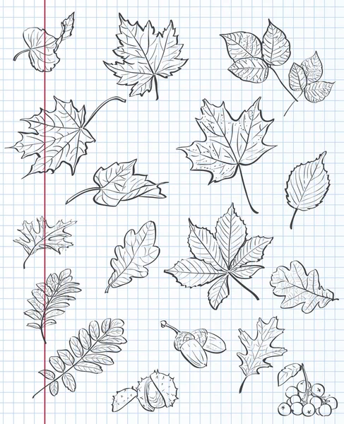 Ensemble de feuilles d'automne, châtaignes, glands et viornes sur fond de cahier d'exercices en cage. contour noir — Image vectorielle