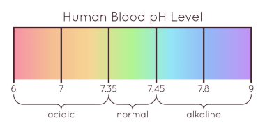 Vector scale of a human Blood pH. Acidic to normal to alkaline diagram. Rainbow laboratory paper indicator. Chemistry science concept. Balance measurement spectrum.