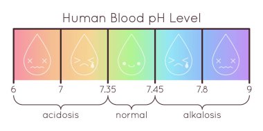 Vector scale of a human Blood pH. Acidic to normal to alkaline diagram. Rainbow laboratory paper indicator. Chemistry science concept. Balance measurement spectrum.
