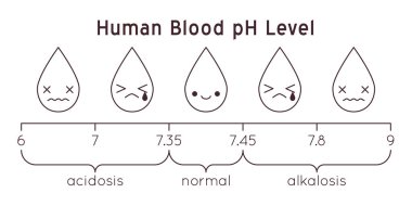 Vector scale of a human Blood pH. Acidic to normal to alkaline diagram. Rainbow laboratory paper indicator. Chemistry science concept. Balance measurement spectrum.
