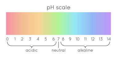 Vector pH scale. Acidic to normal to alkaline diagram. Rainbow laboratory paper indicator. Chemistry science concept. Balance measurement spectrum.