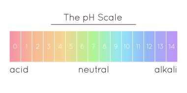 Vector pH scale. Acidic to normal to alkaline diagram. Rainbow laboratory paper indicator. Chemistry science concept. Balance measurement spectrum.