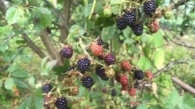 Çalı boyunca böğürtlenli kamera hareketi. Bazı meyveler olgun siyah, bazıları kırmızı, bazıları olgunlaşmamış yeşil
