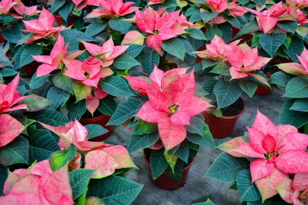 Beyaz noktalı parlak pembe bir halı. Noel olarak da bilinir. Ya da çeşitli yapraklarla bethlehem yıldızı. Variety da vinci, jester veya cortez pembesi. Şenlik ve çiçek arkaplanı.