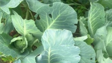 Lahana tarlası, kamera hareketi küçük yeşil lahana başları boyunca