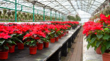 Poinsettia 'nın parlak kırmızı çiçekleri, diğer adıyla Noel yıldızı, koyu yeşil yapraklı. Yeşil evde satılık kırmızı noktalı bir sürü saksı var..