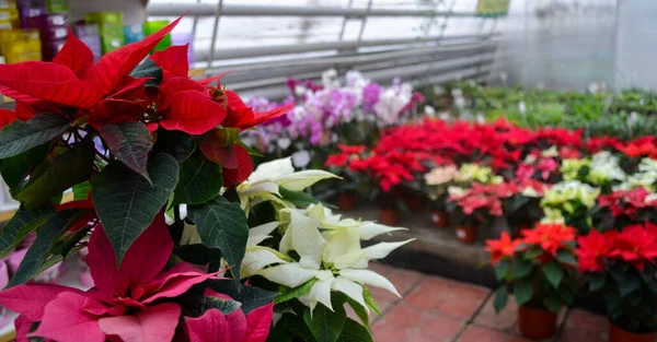 Flores Multicolores Poinsettia También Conocida Como Estrella Navidad Venden Una — Foto de Stock