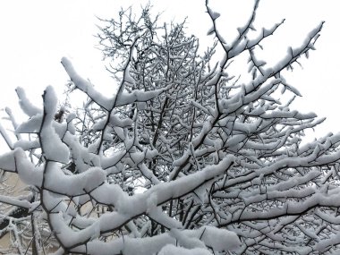 Karla kaplı ağaç dallarının alt görüntüsü.