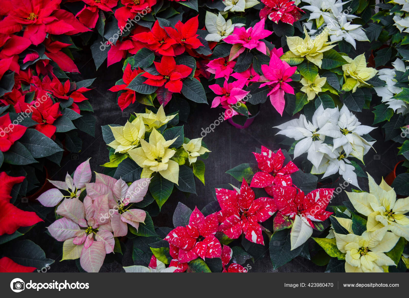 Nochebuena flor fotos de stock, imágenes de Nochebuena flor sin royalties | Depositphotos Nochebuena flor fotos de stock, imágenes de Nochebuena flor sin royalties | Depositphotos