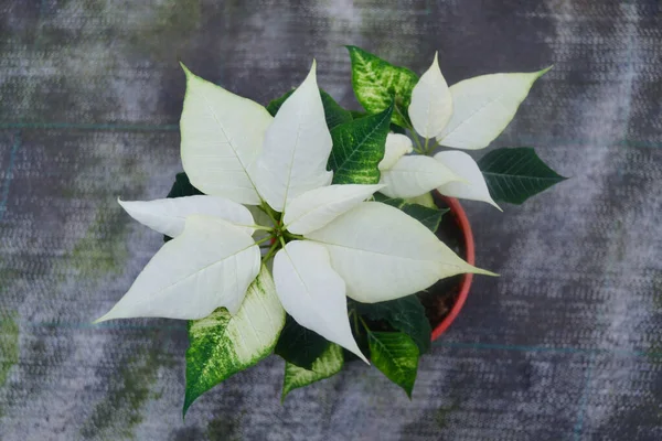 Close-up of bright flower of white with green poinsettia known as the Christmas or Bethlehem star with variegated leaves. Variety regina, silverstar, freedom white.