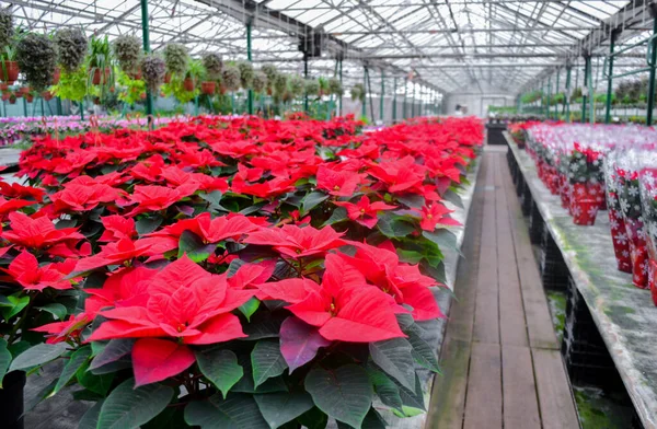 Gran Número Flores Color Rojo Brillante Venta Navidad Invernadero Tienda — Foto de Stock