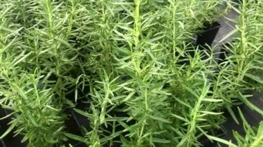  Biberiye bitkisinin yakın çekimi. Seradaki saksılarda satılık biberiye bitkileri var.