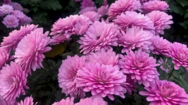 Цветочный Ковер Розовых Хризантем Горшках Продажа Цветов — стоковое видео